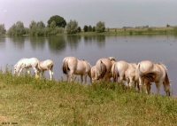 FotosRGES: Horses-drinking-from-lake-[NL-2001]---KIH